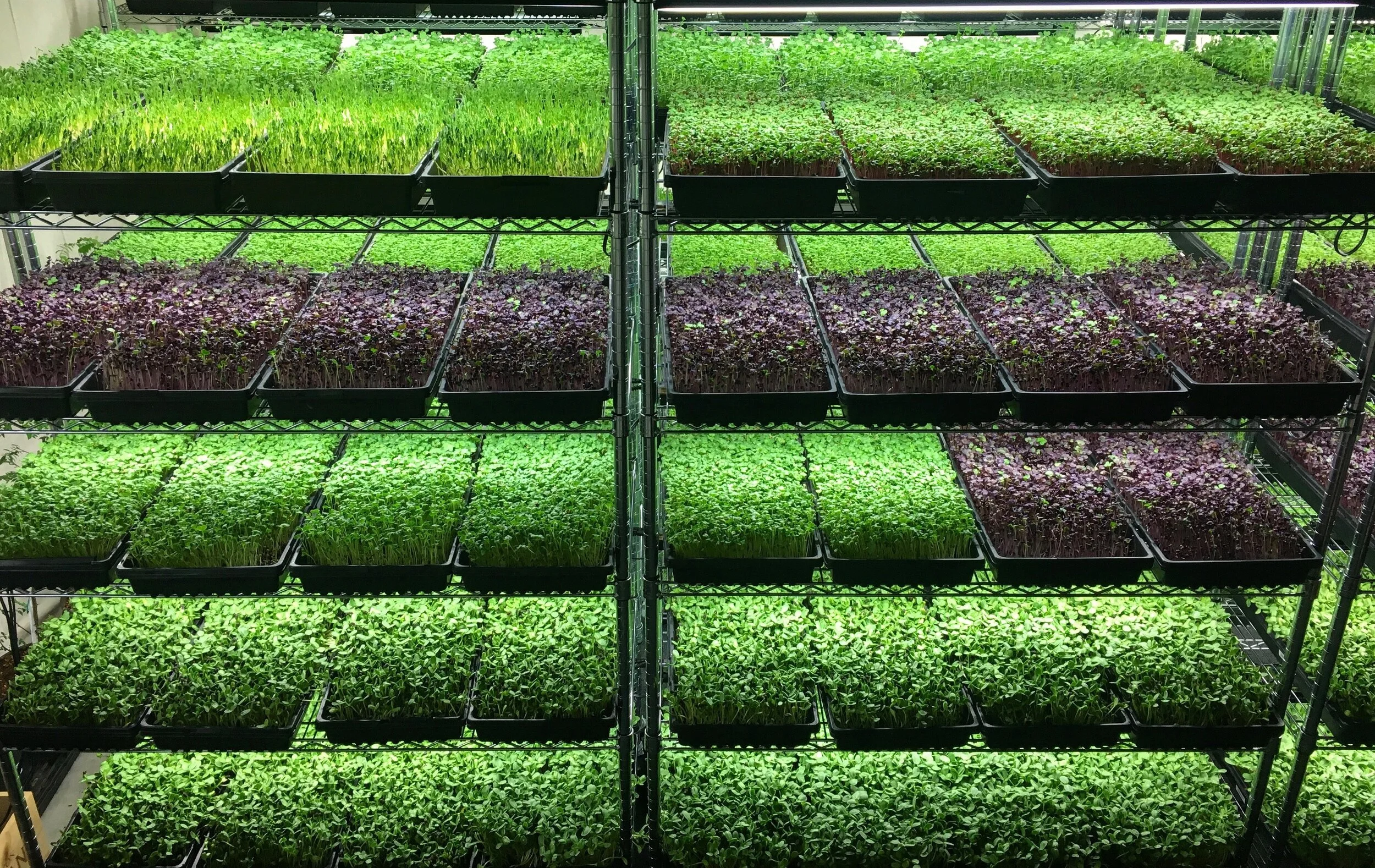 Microgreeney indoor microgreen farm
